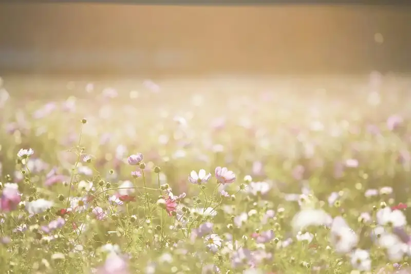 Wildflower meadow in soft evening light
